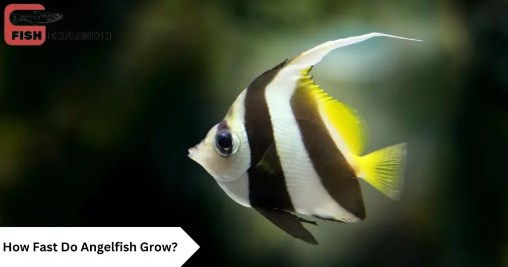 How-Fast-Do-Angelfish -Grow?