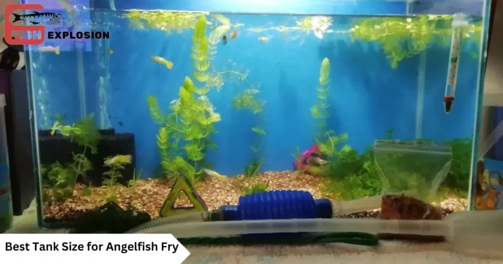 Best-tank-Size-for -Angelfish-Fry