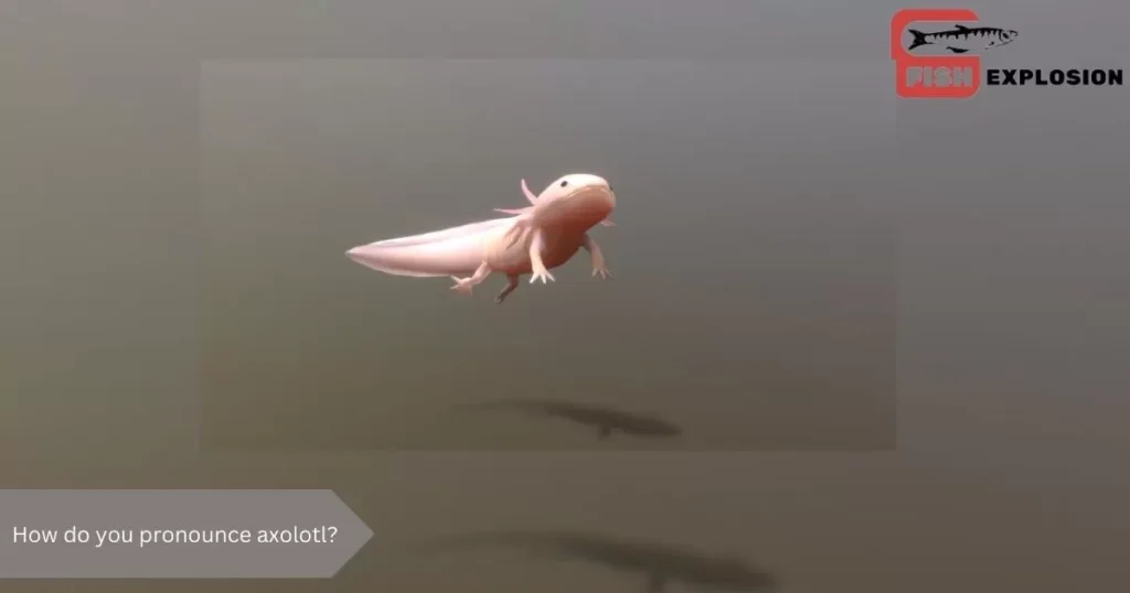 How do you pronounce axolotl?