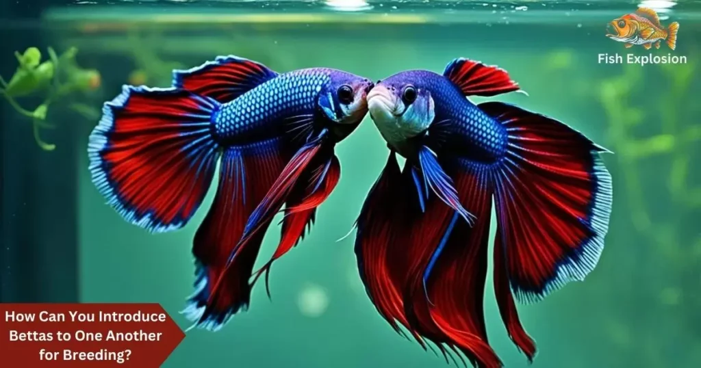 Male and Female Betta