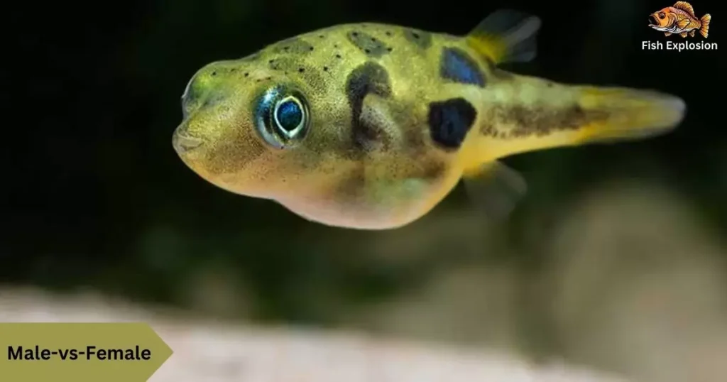 Green Spotted Puffer