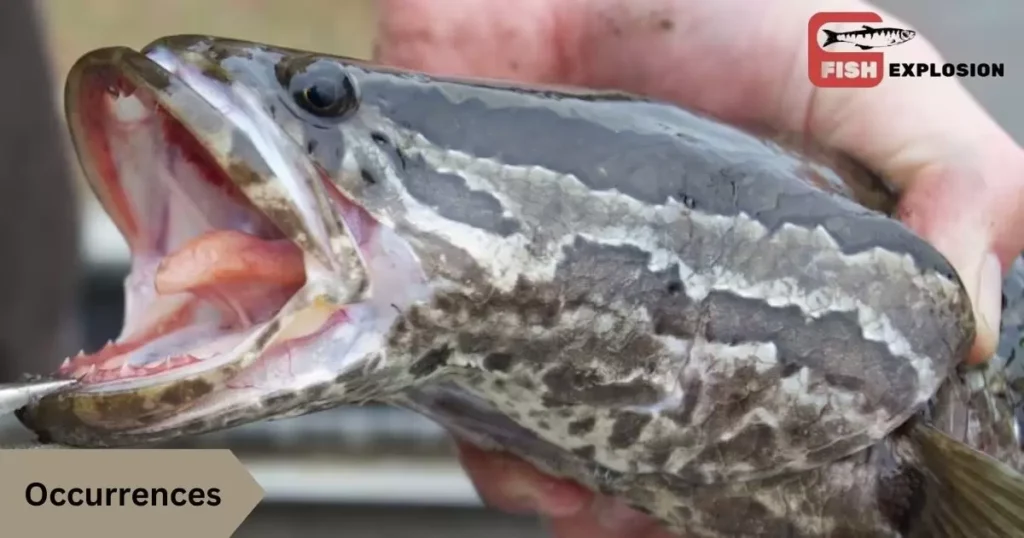 Northern Snakehead