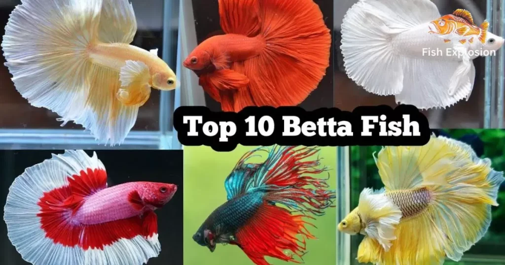 Betta Fish