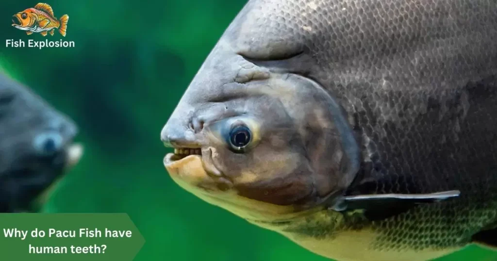 Jaw-Dropping Fish