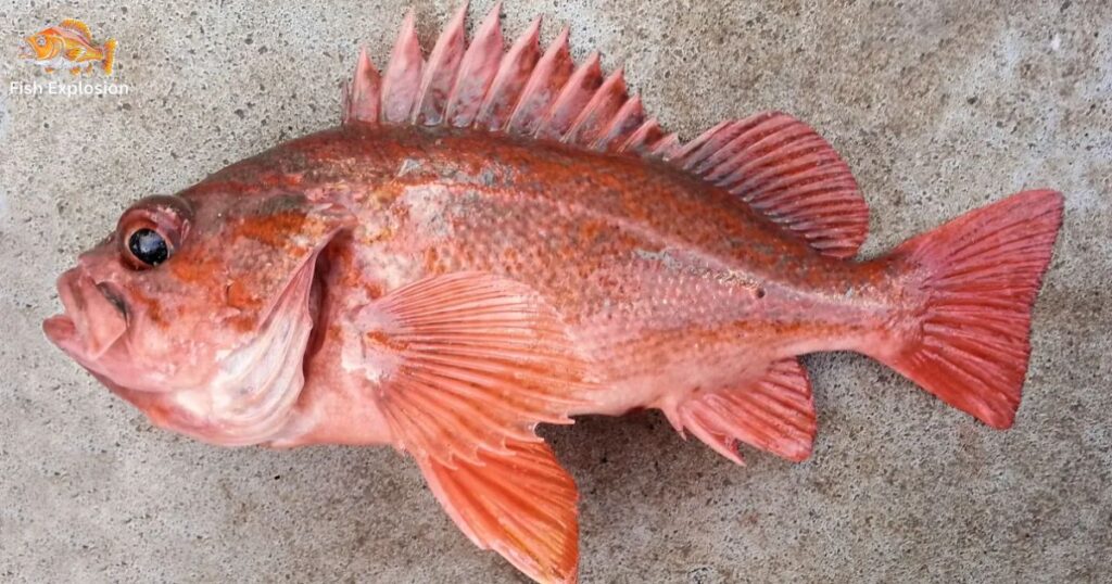 Oven Baked Rockfish