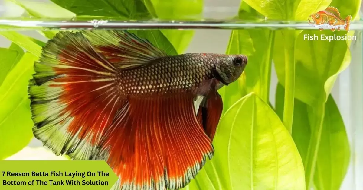 7 Reason Betta Fish Laying On The Bottom of The Tank With Solution