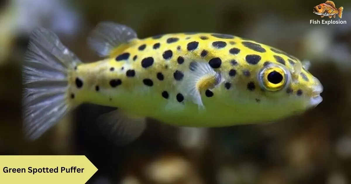 Green Spotted Puffer