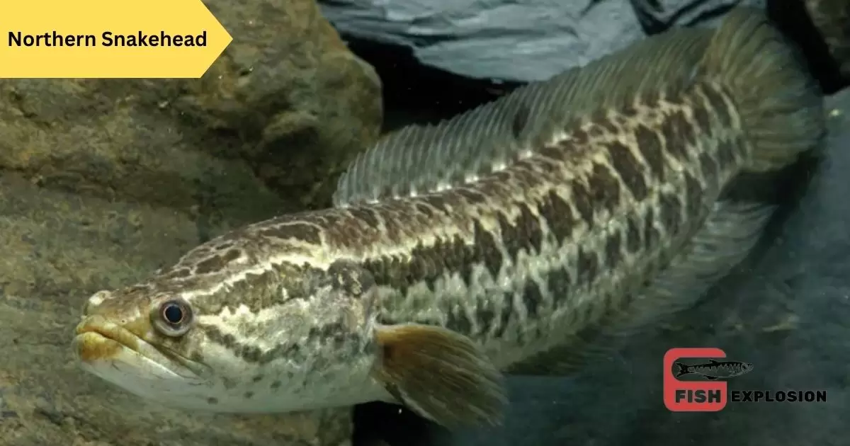 Northern Snakehead