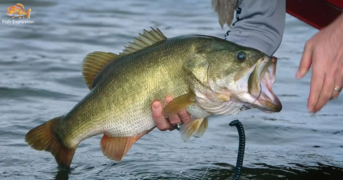 What Are The Most Common Freshwater Fish To Catch